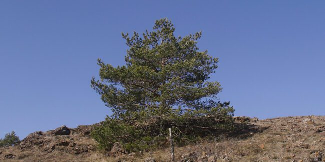 Priroda