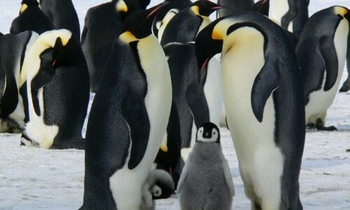 Pingvini