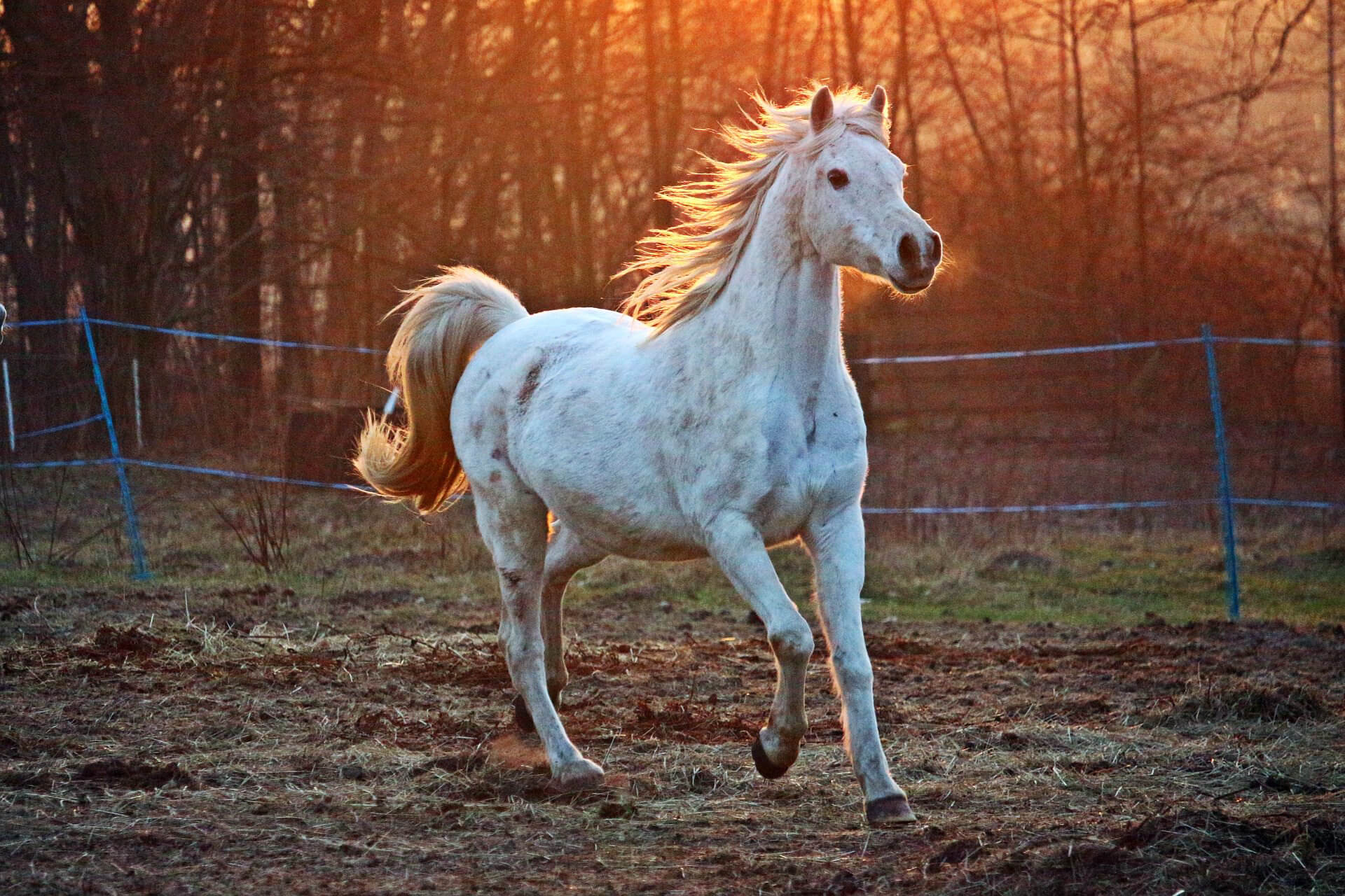 Konj, Pixabay