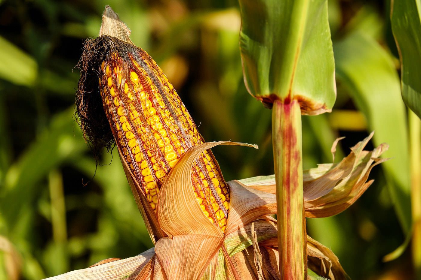 Kukuruz, poljoprivrednici