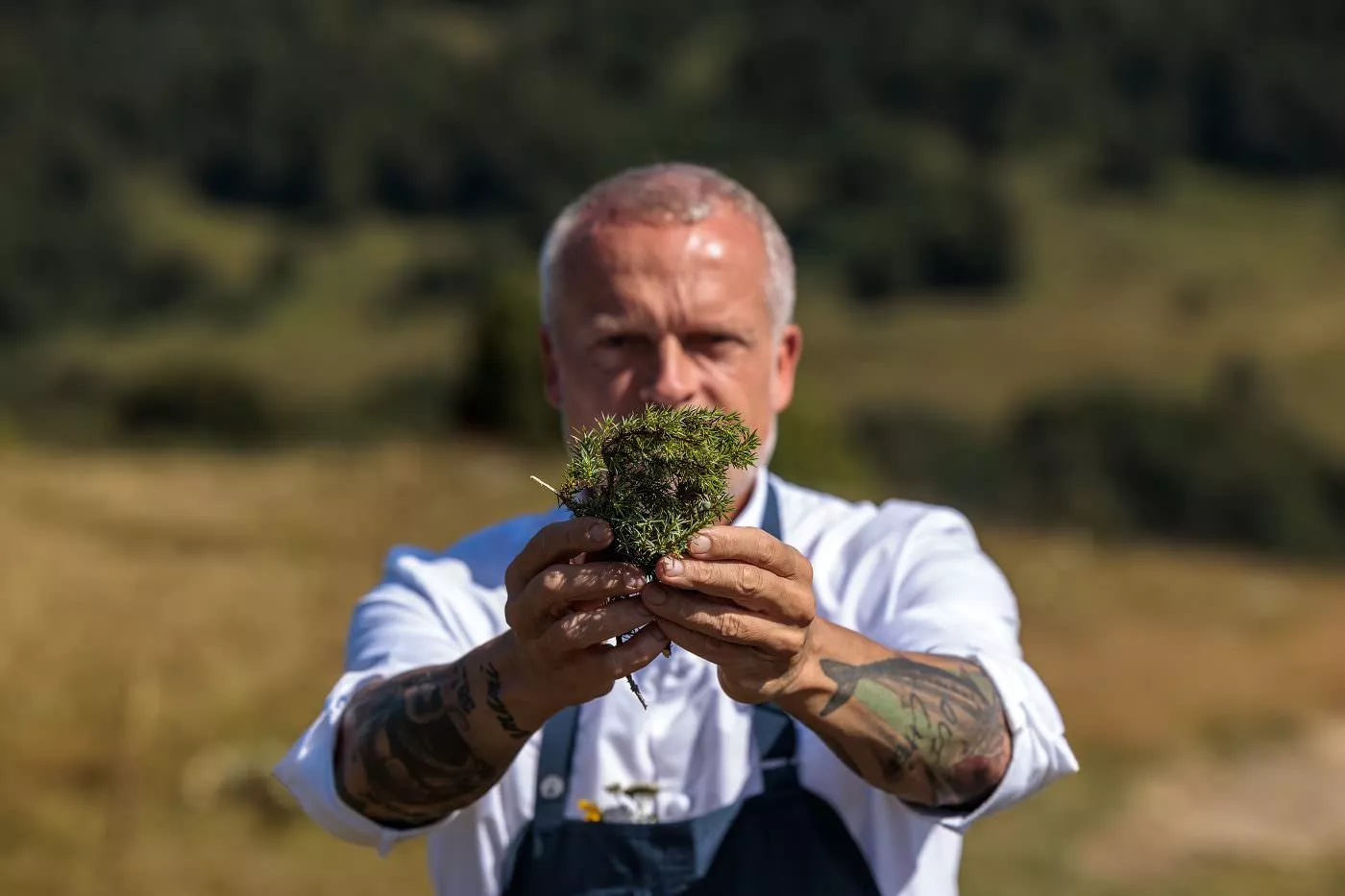 Ajk Zimer, Mišlenov šef