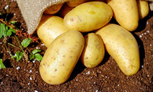 Međunarodni dan krompira
