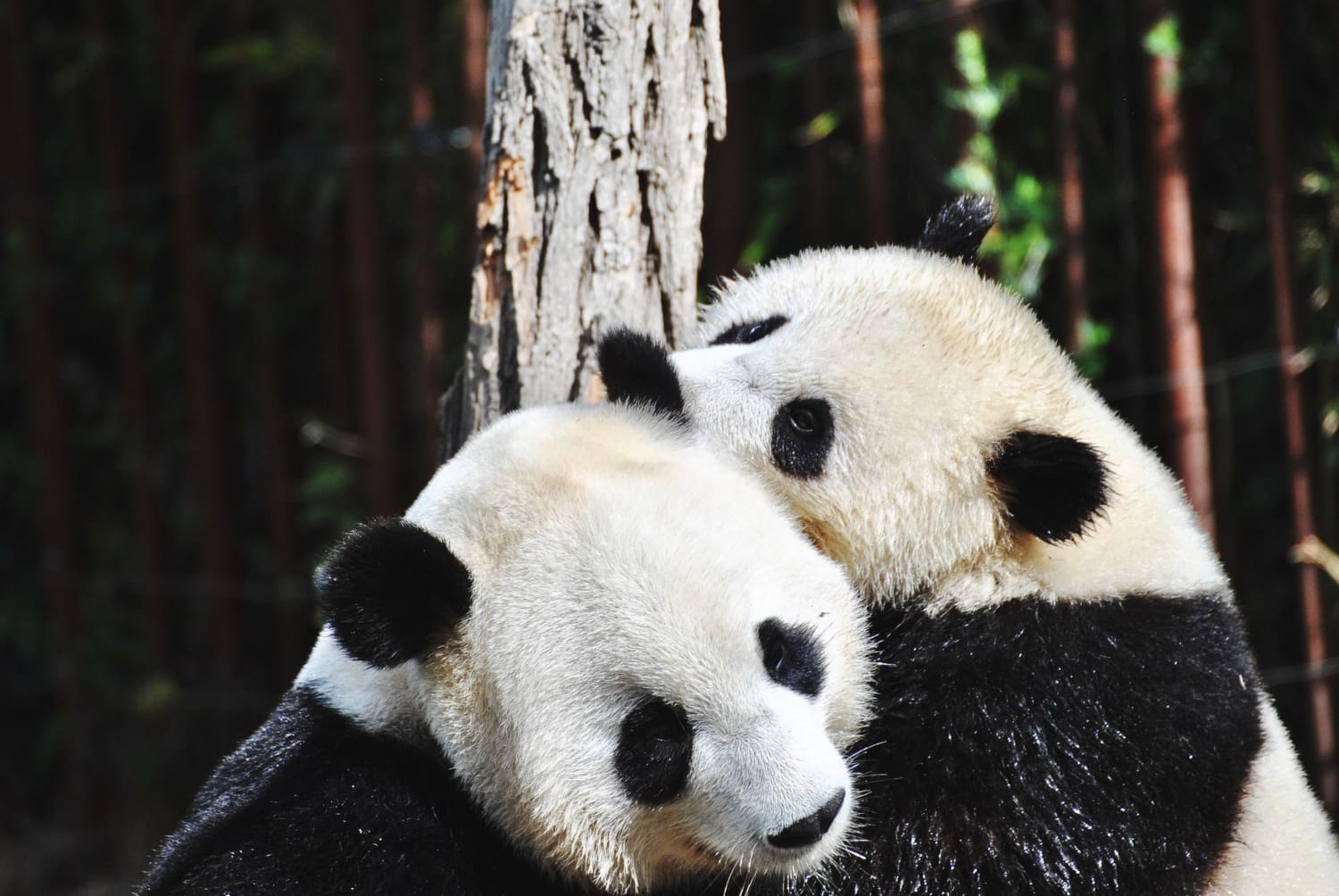 Panda diplomatije, pande