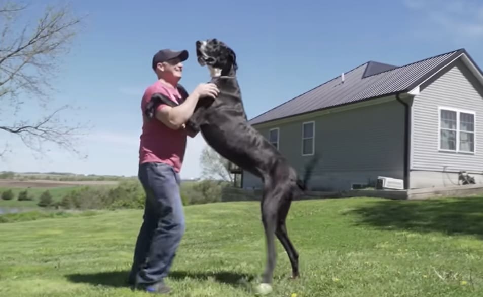 najviši pas, rekord