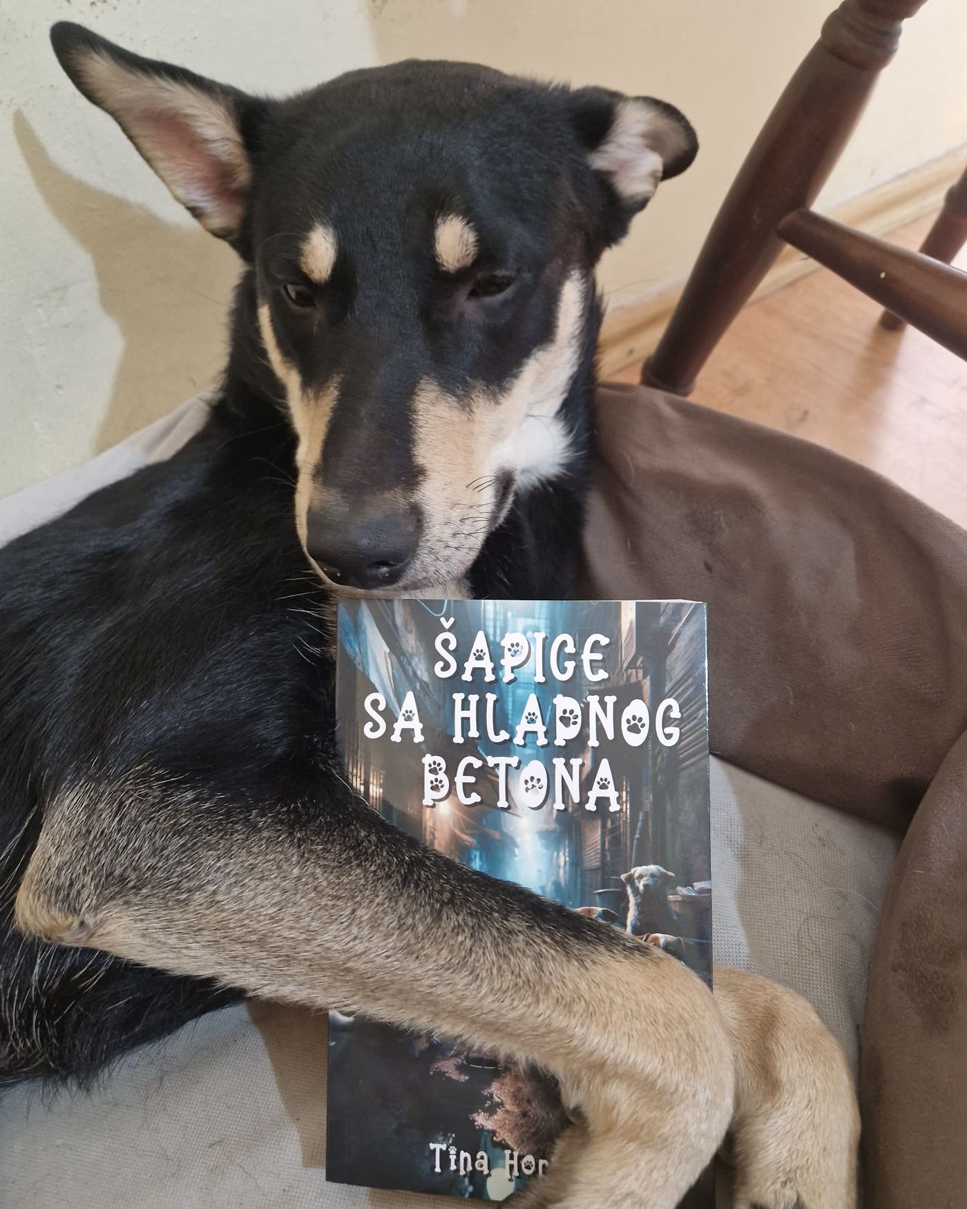 knjiga ,,Šapice sa hladnog betona"