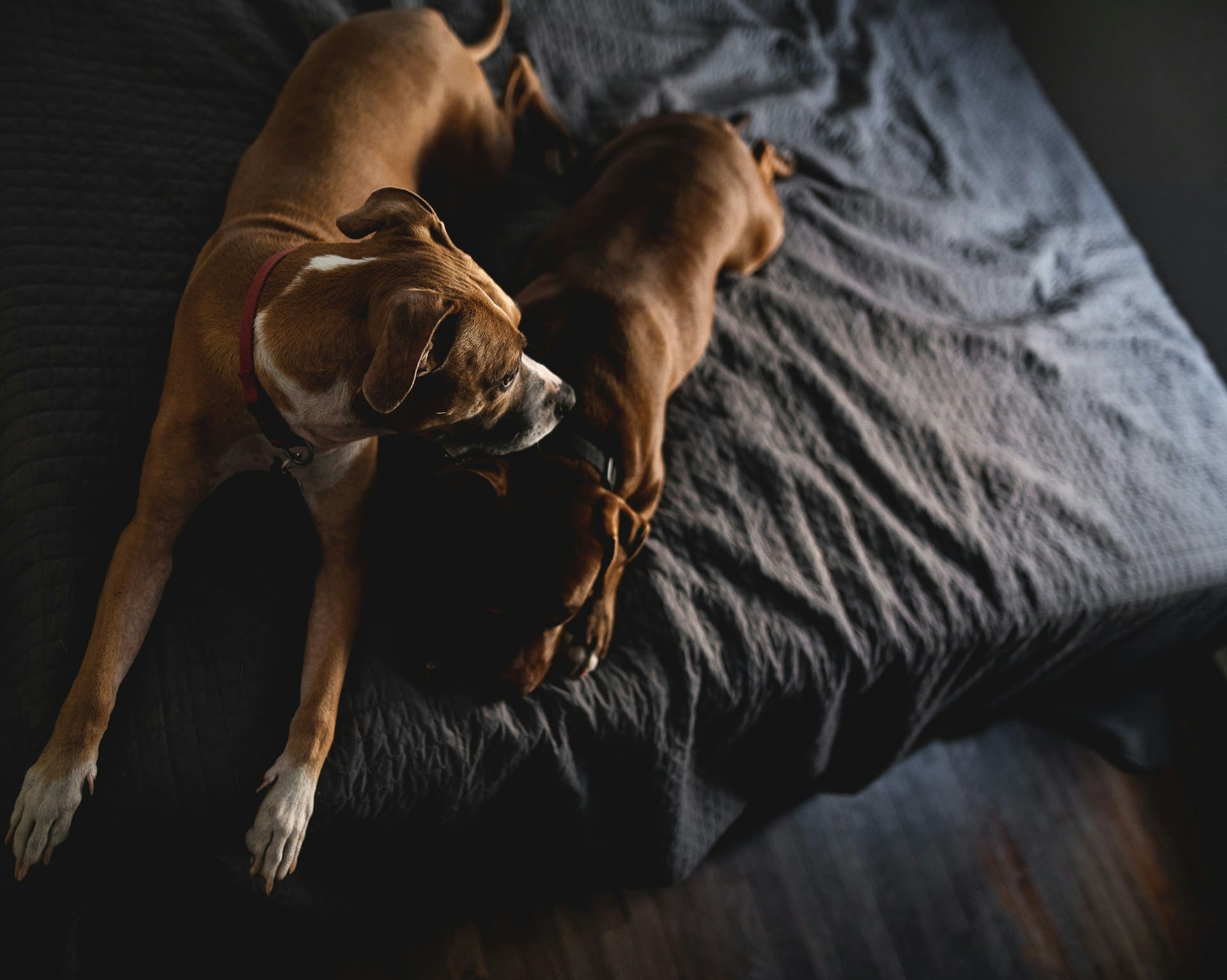 Psi, kućni ljubimci (Unsplash)