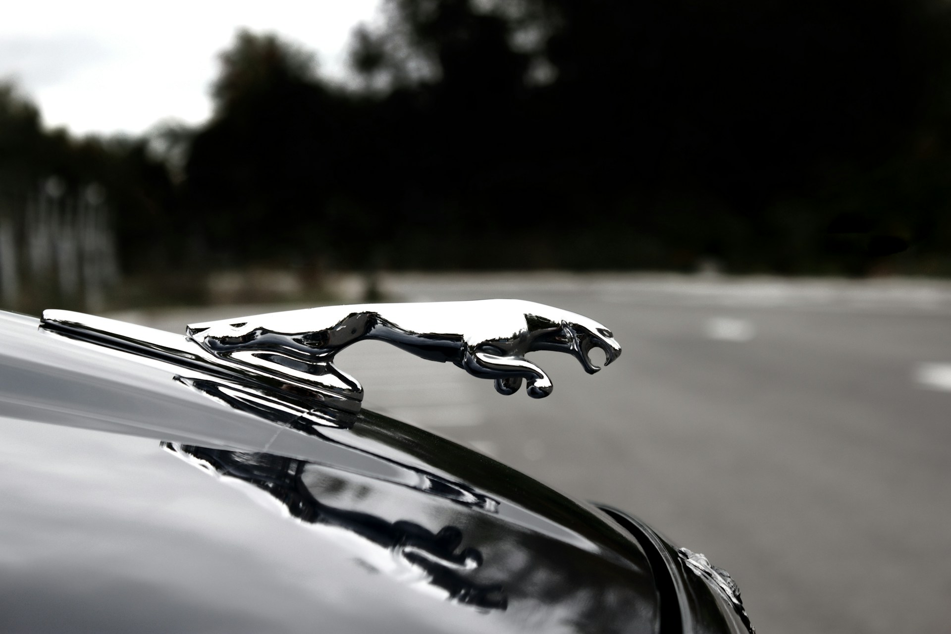 jaguar