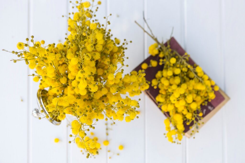 Mimoze