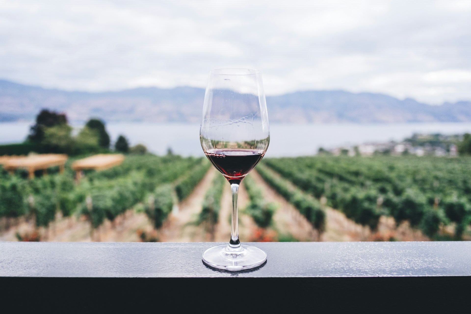 ne vinu, vino