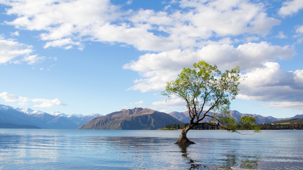Wanaka, Novi Zeland drvo 