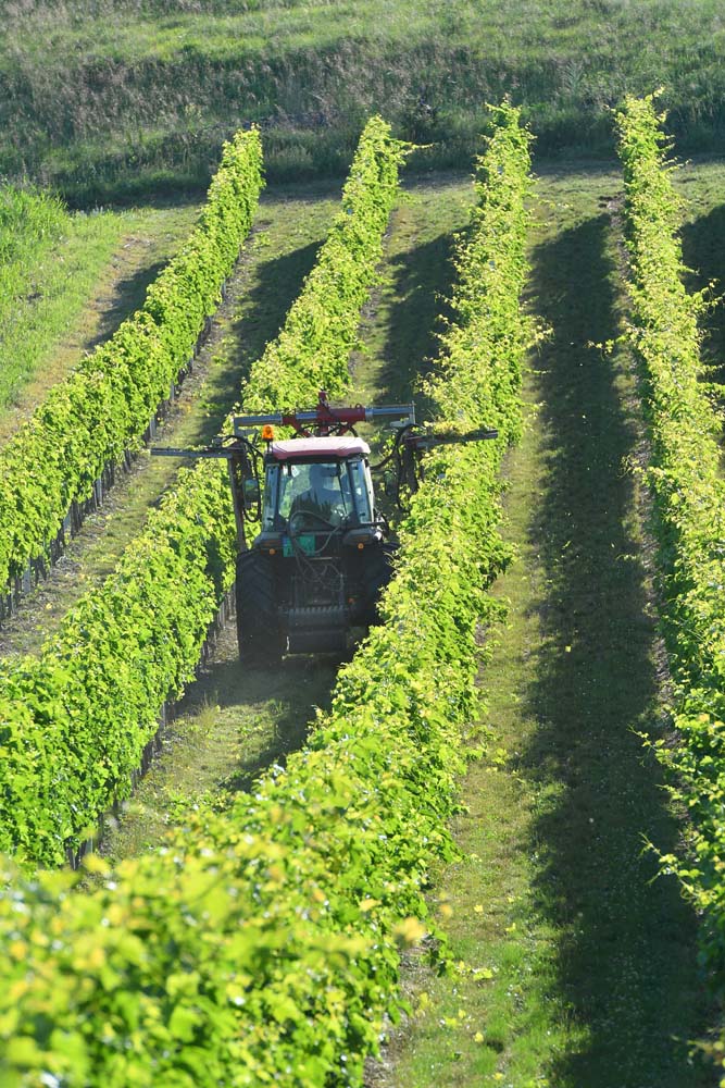 Vinarija Šijački