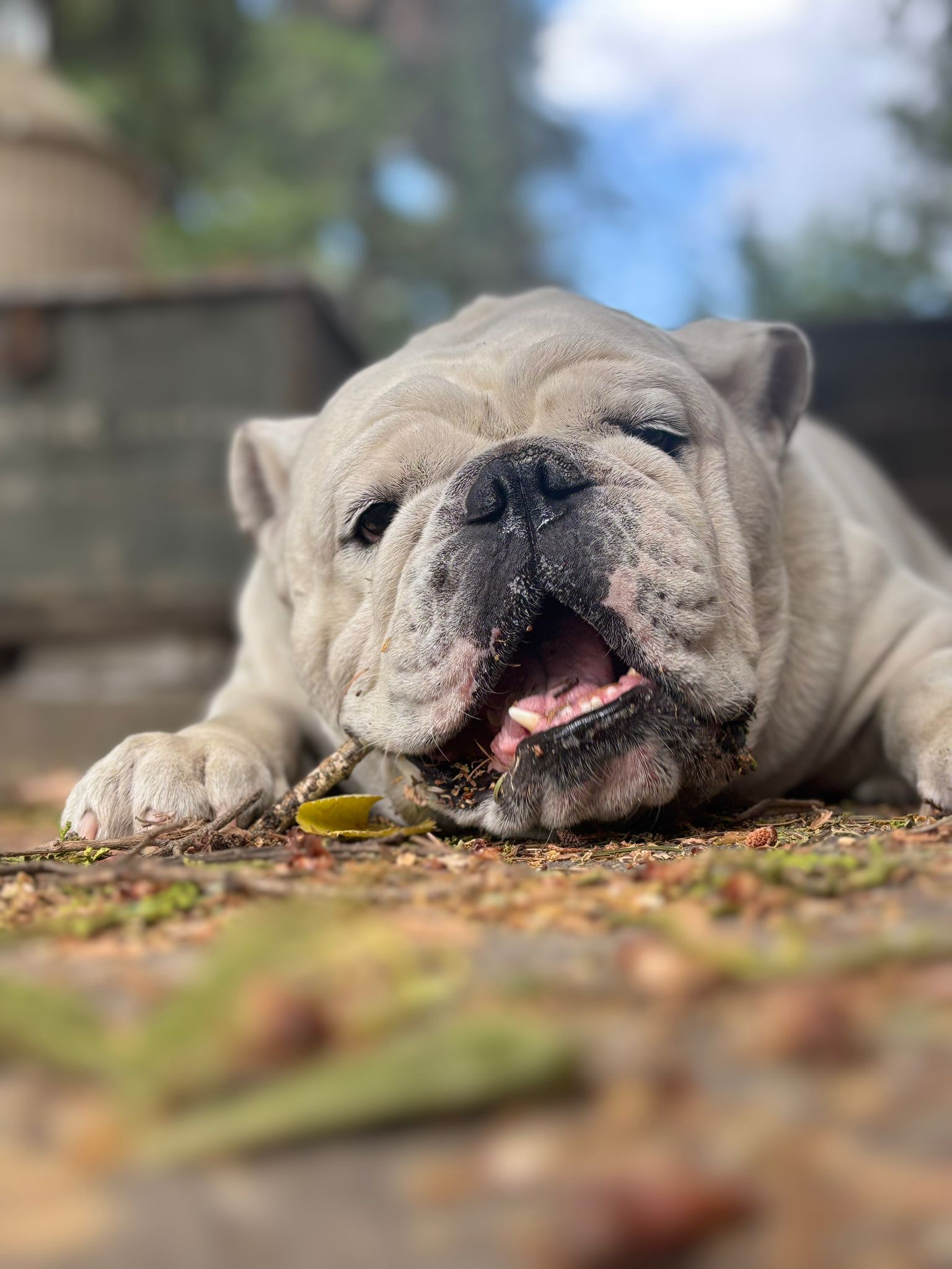 Engleski buldog
