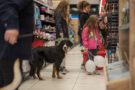 Pet Network International