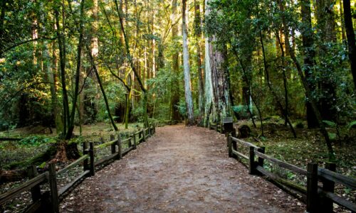 šuma, drveće, hodanje, šetnja