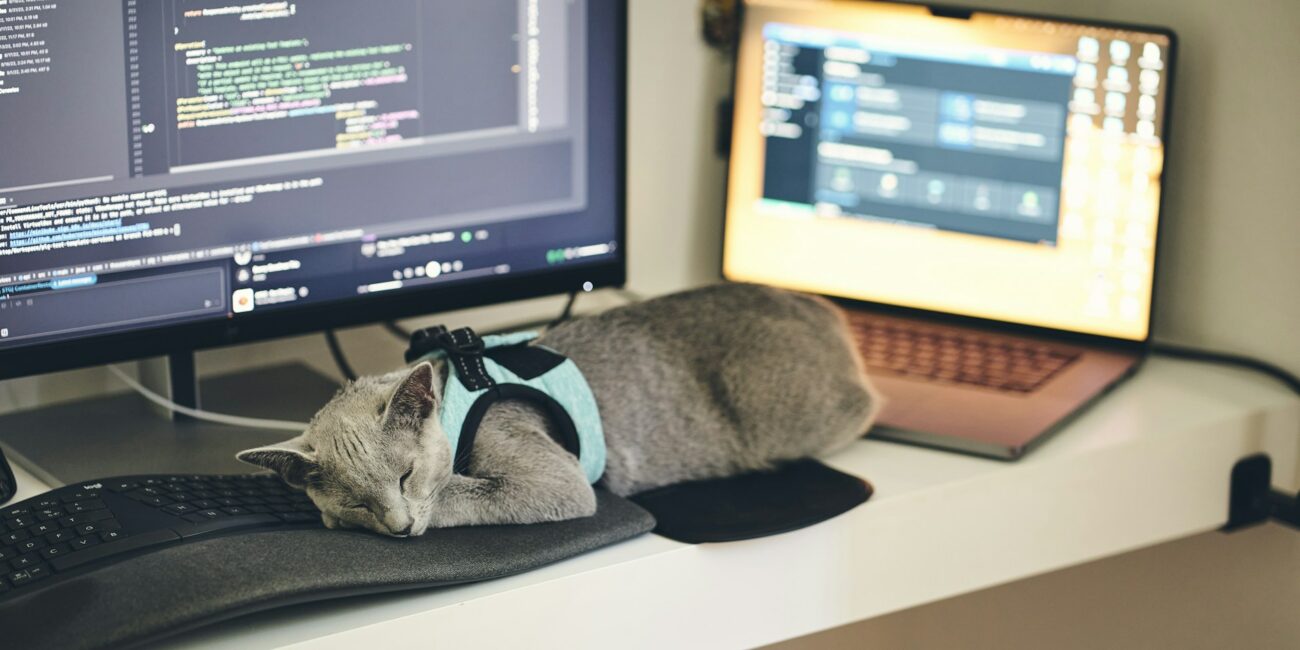 posao, mačka, laptop, kompanija, mačke