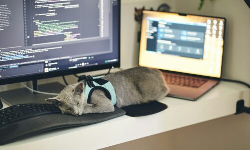 posao, mačka, laptop, kompanija, mačke