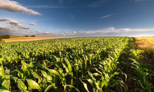 kukuruz, Interstellar , polje, žetva