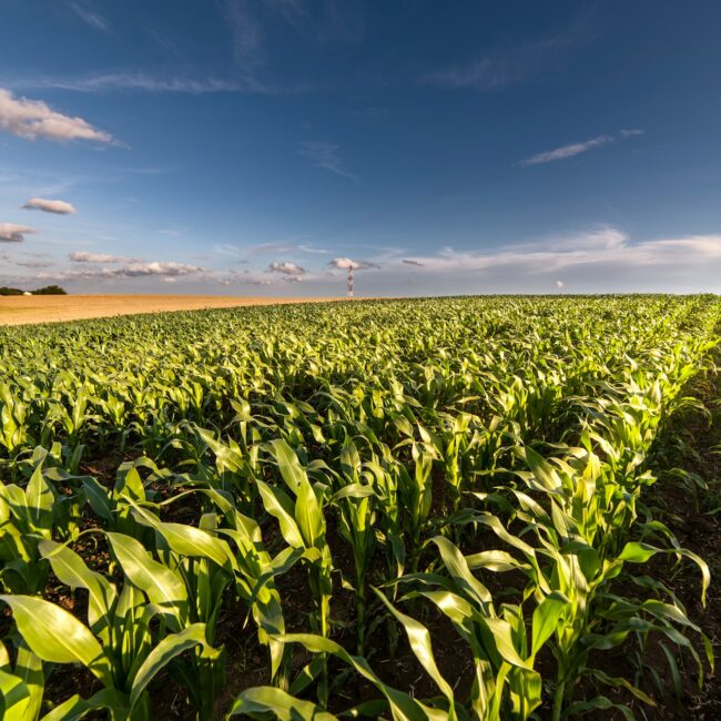 kukuruz, Interstellar , polje, žetva