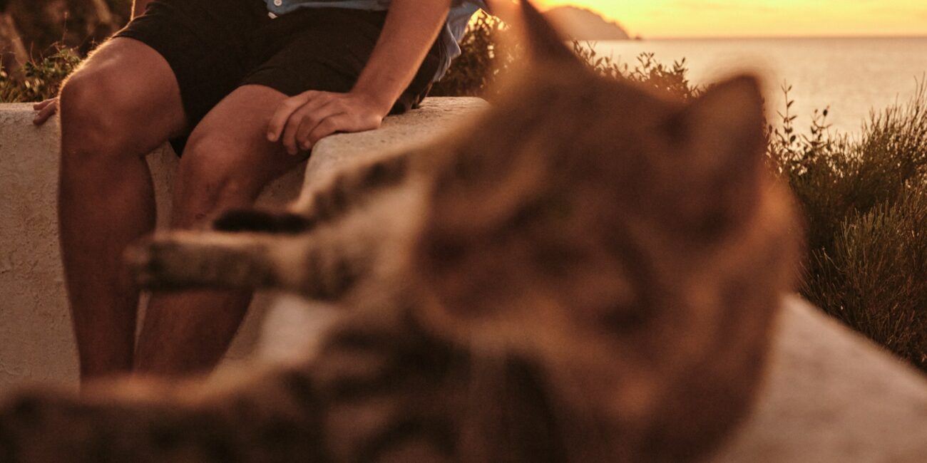 mačke, more, letovanje, volontiranje